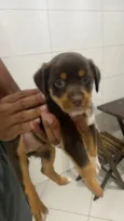 estrela