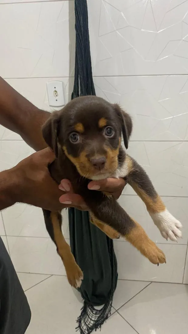 Cachorro raça SRD-ViraLata idade Abaixo de 2 meses nome estrela
