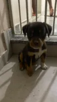 estrela