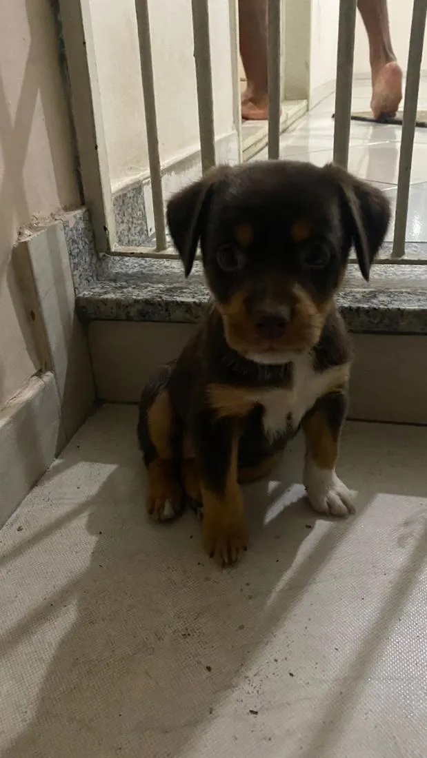 Cachorro raça SRD-ViraLata idade Abaixo de 2 meses nome estrela