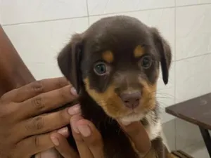 Cachorro raça SRD-ViraLata idade Abaixo de 2 meses nome estrela