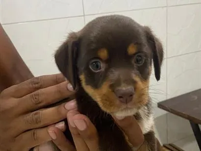 Cachorro raça SRD-ViraLata idade Abaixo de 2 meses nome estrela