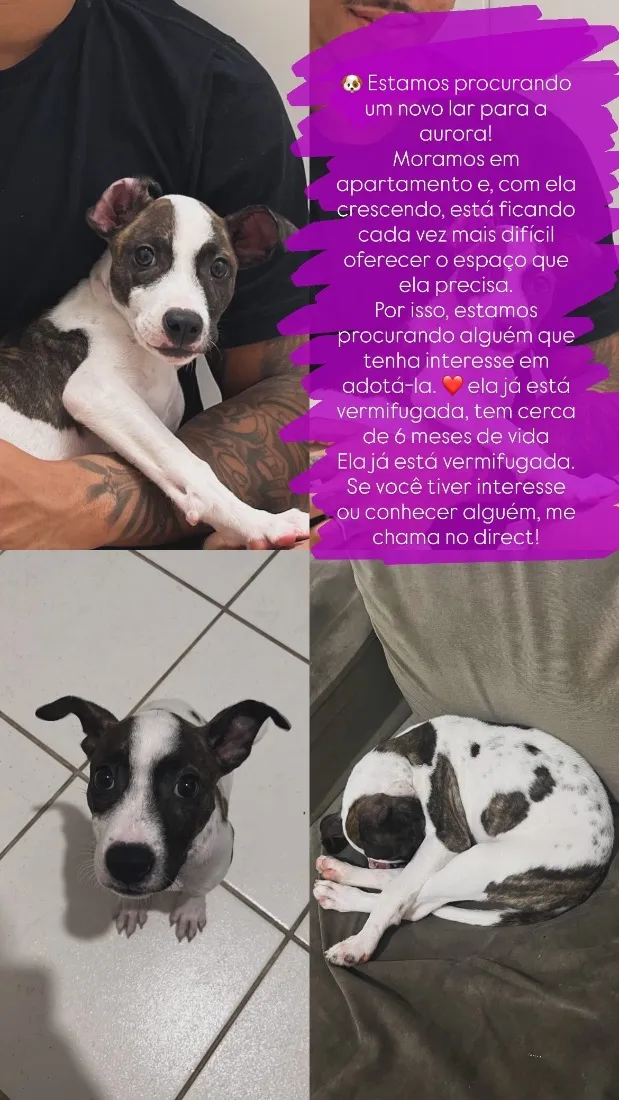 Cachorro raça SRD-ViraLata idade 2 a 6 meses nome Aurora