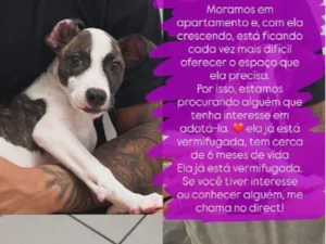 Cachorro raça SRD-ViraLata idade 2 a 6 meses nome Aurora