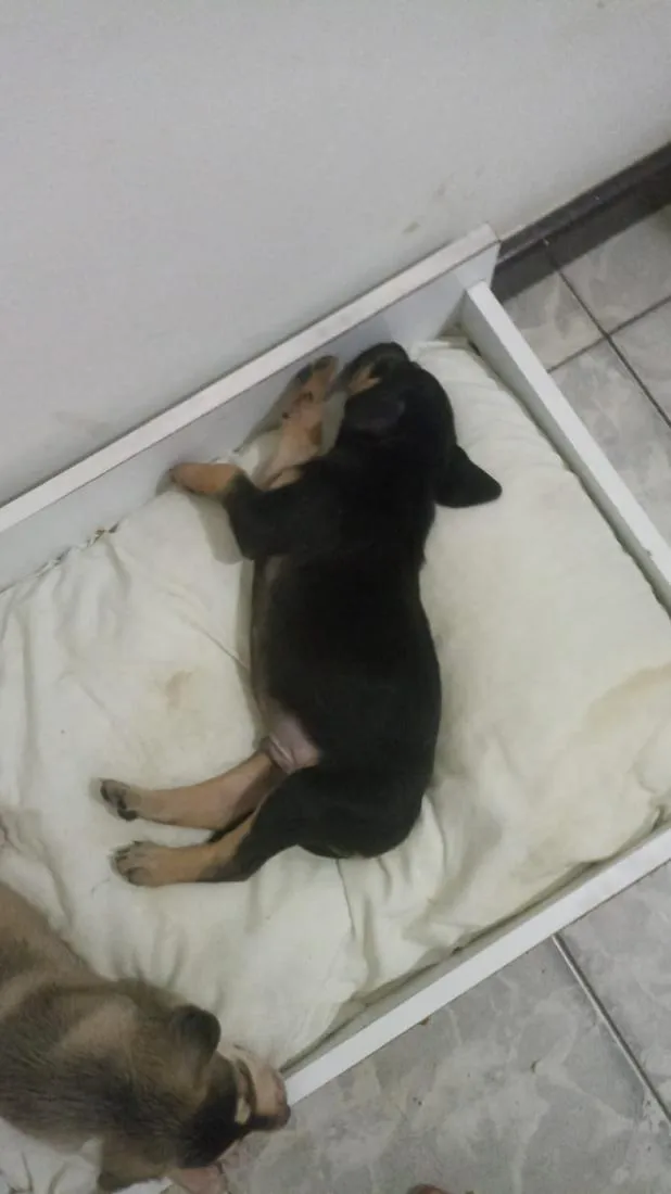 Cachorro raça SRD-ViraLata idade Abaixo de 2 meses nome Bento