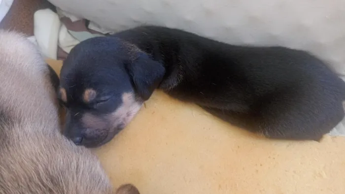 Cachorro raça SRD-ViraLata idade Abaixo de 2 meses nome Bento