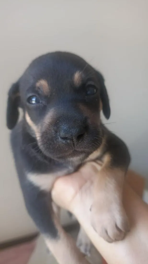 Cachorro raça SRD-ViraLata idade Abaixo de 2 meses nome Bento
