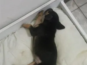 Cachorro raça SRD-ViraLata idade Abaixo de 2 meses nome Bento