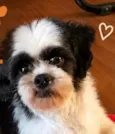 Bob