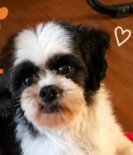 Cachorro raça Shitzu idade 3 anos nome Bob
