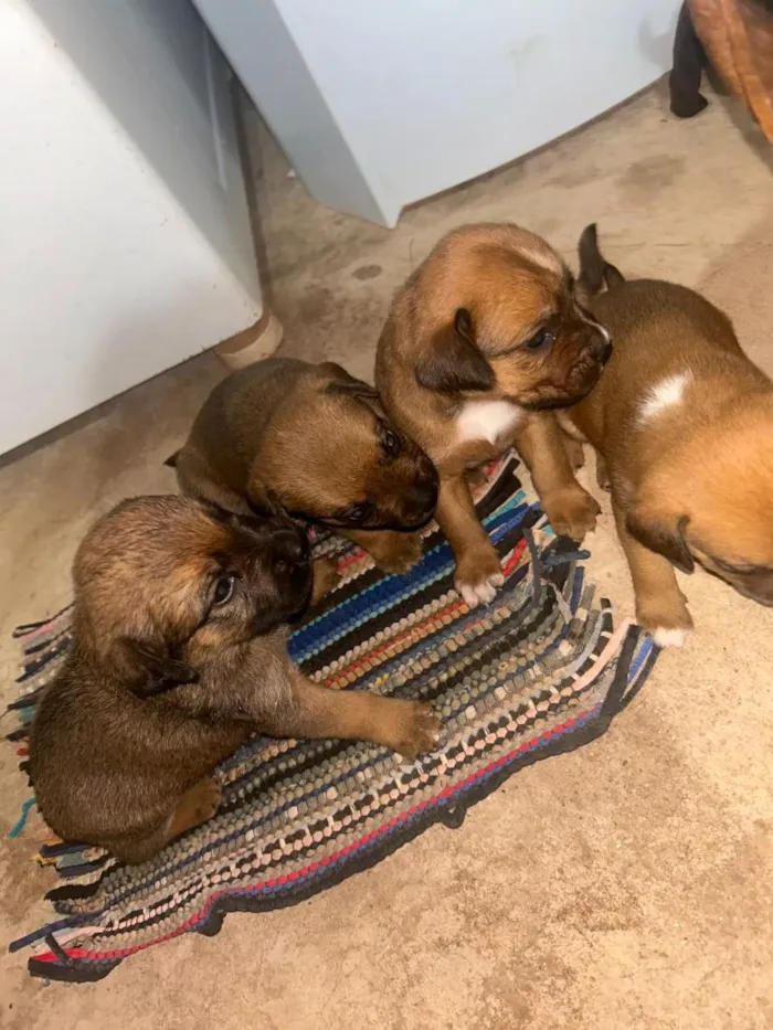 Cachorro raça SRD-ViraLata idade Abaixo de 2 meses nome não tem 