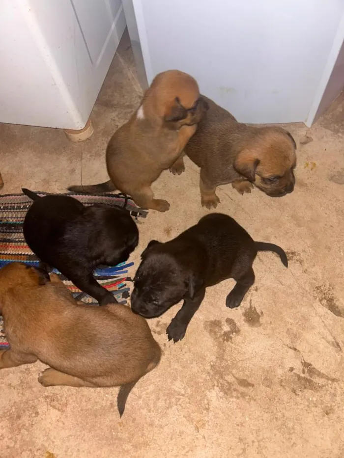 Cachorro raça SRD-ViraLata idade Abaixo de 2 meses nome não tem 