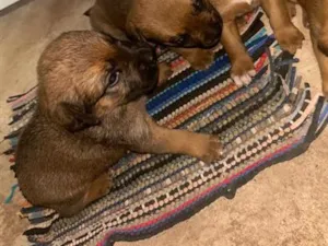 Cachorro raça SRD-ViraLata idade Abaixo de 2 meses nome não tem 