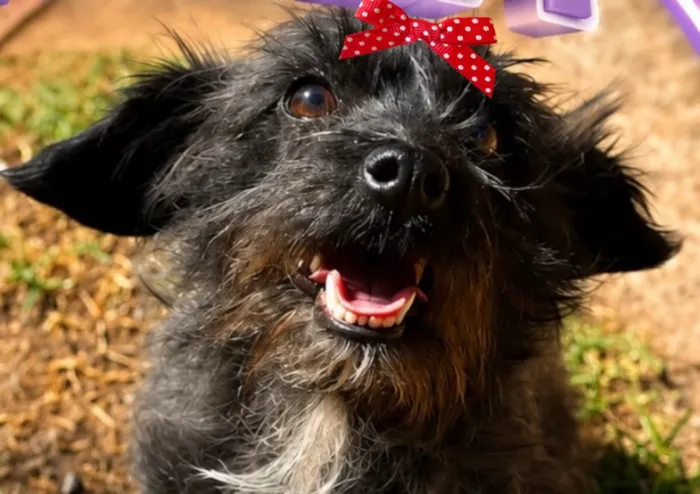 Cachorro raça SRD-ViraLata idade 2 anos nome Estrela