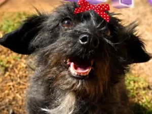 Cachorro raça SRD-ViraLata idade 2 anos nome Estrela