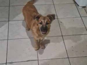 Cachorro raça SRD-ViraLata idade 2 a 6 meses nome Ana