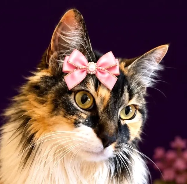 Gato raça SRD-ViraLata idade 2 anos nome Meg