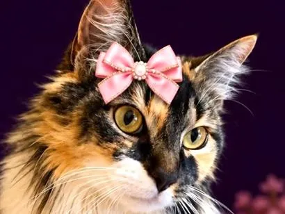 Gato raça SRD-ViraLata idade 2 anos nome Meg