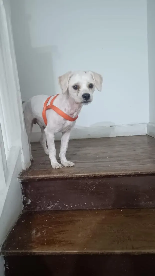 Cachorro raça SRD-ViraLata idade 1 ano nome SPIKE 