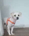 SPIKE 