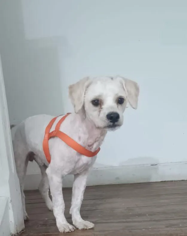 Cachorro raça SRD-ViraLata idade 1 ano nome SPIKE 