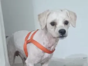 Cachorro raça SRD-ViraLata idade 1 ano nome SPIKE 