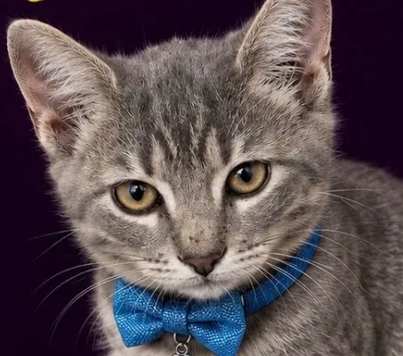 Gato raça SRD-ViraLata idade 2 a 6 meses nome Miguel