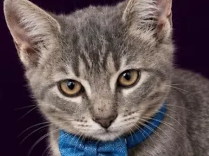 Gato raça SRD-ViraLata idade 2 a 6 meses nome Miguel