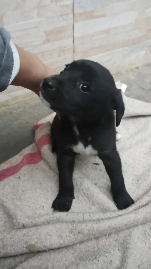 Cachorro raça SRD-ViraLata idade 2 a 6 meses nome Bob