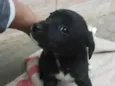Bob