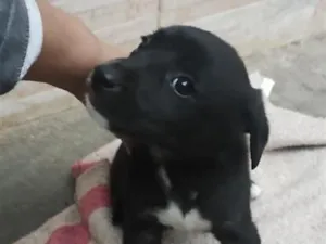 Cachorro raça SRD-ViraLata idade 2 a 6 meses nome Bob