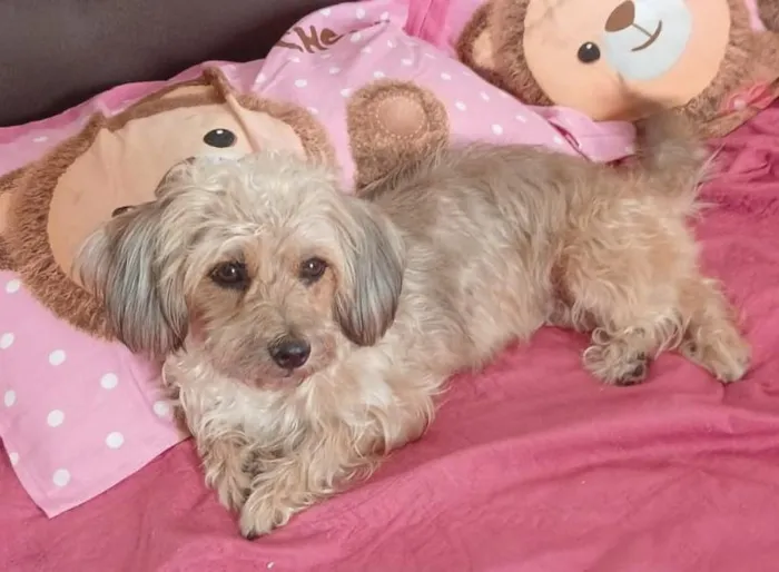 Cachorro raça SRD-ViraLata idade 3 anos nome MESSI 