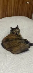 Fifi