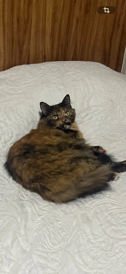 Gato raça SRD-ViraLata idade 6 ou mais anos nome Fifi
