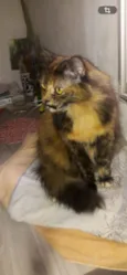 Fifi