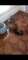 Fifi