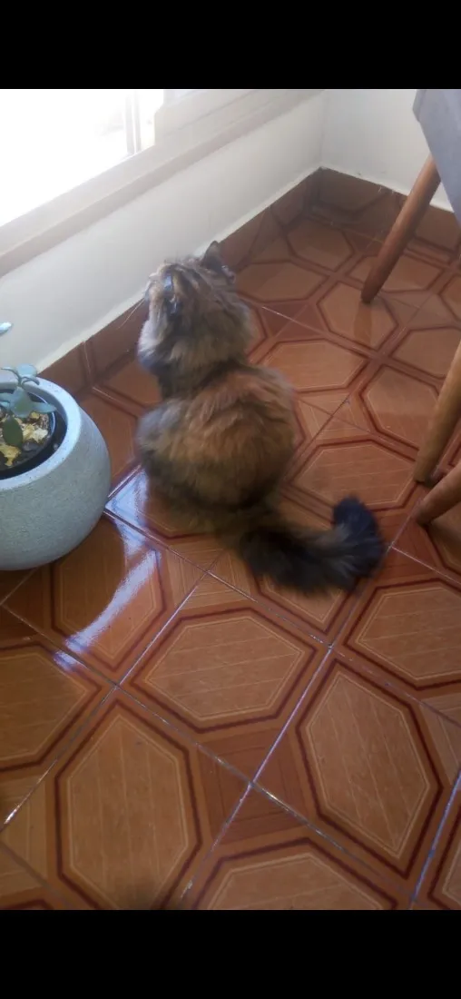 Gato raça SRD-ViraLata idade 6 ou mais anos nome Fifi