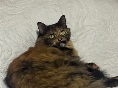 Gato raça SRD-ViraLata idade 6 ou mais anos nome Fifi