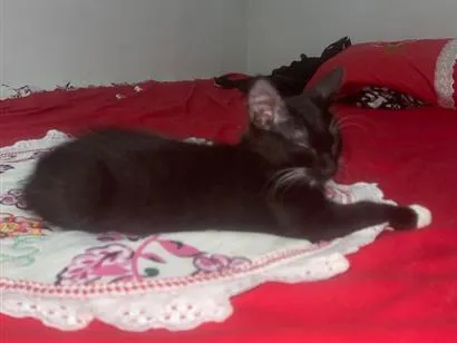 Gato raça SRD-ViraLata idade 2 a 6 meses nome Francisco