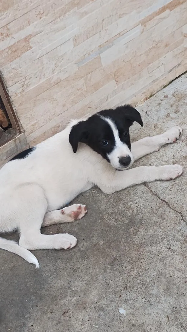 Cachorro raça SRD-ViraLata idade 2 a 6 meses nome sem nome