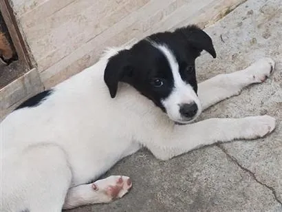 Cachorro raça SRD-ViraLata idade 2 a 6 meses nome sem nome