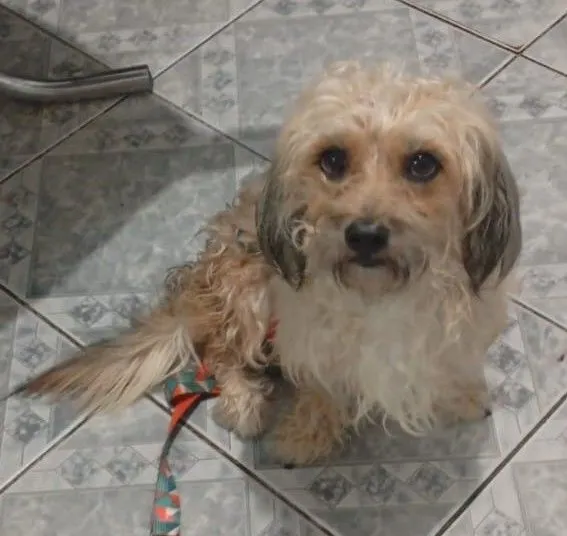 Cachorro raça SRD-ViraLata idade 3 anos nome MESSI 