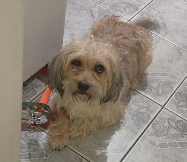 Cachorro raça SRD-ViraLata idade 3 anos nome MESSI 