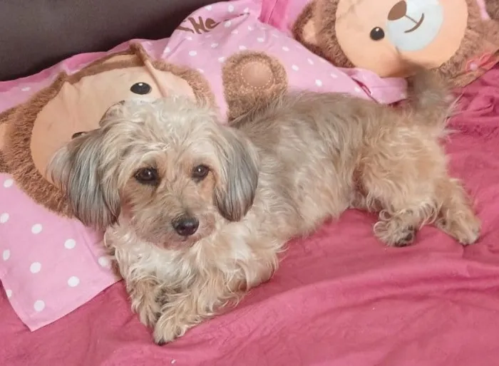 Cachorro raça SRD-ViraLata idade 3 anos nome MESSI 