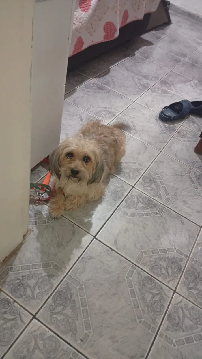 Cachorro raça SRD-ViraLata idade 3 anos nome MESSI 