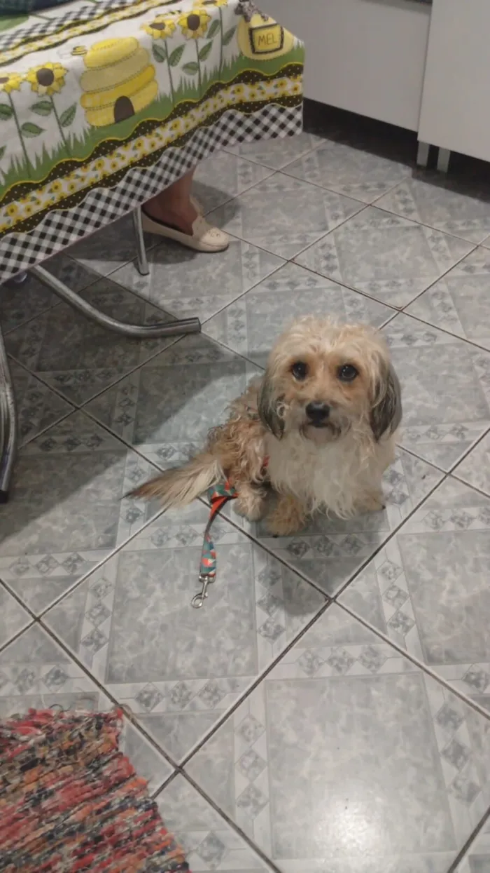 Cachorro raça SRD-ViraLata idade 3 anos nome MESSI 