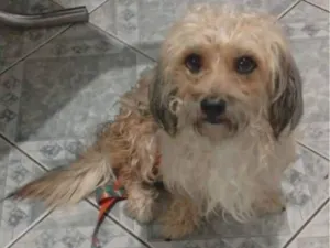 Cachorro raça SRD-ViraLata idade 3 anos nome MESSI 