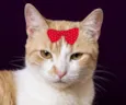 Penélope