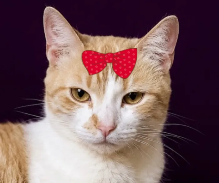 Gato raça SRD-ViraLata idade 1 ano nome Penélope