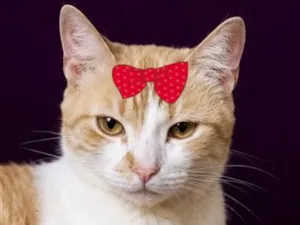 Gato raça SRD-ViraLata idade 1 ano nome Penélope